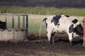 Multi coloured cows feeding on hay and messing up the muddy farm field Royalty Free Stock Photo